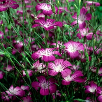 Kornrade  Agrostemma githago