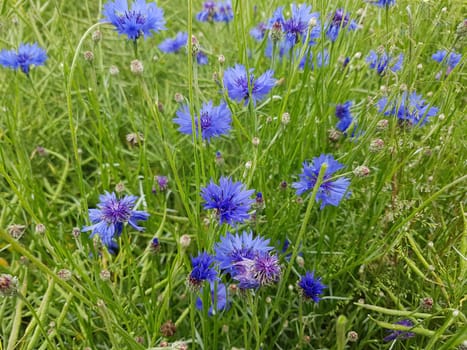 Kornblume  Centaurea  cyanus