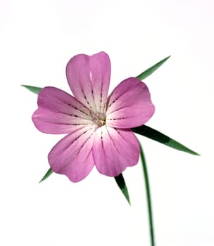 Kornrade  Agrostemma githago