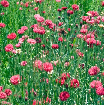 Kornblume  Centaurea cyanus, rote