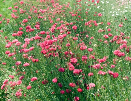Kornblumen  Centaurea cyanus, rote