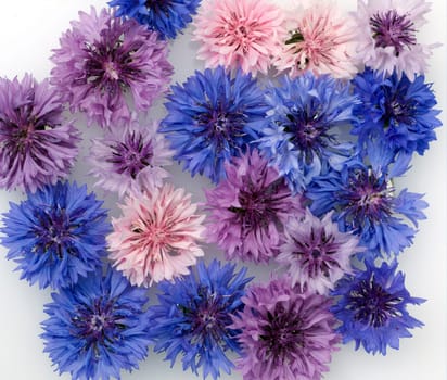 Kornblume  Centaurea  cyanus  Ackerpflanze, Heilpflanze