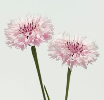 Kornblume  Centaurea  cyanus  Ackerpflanzen
