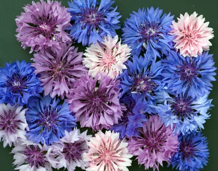 Kornblume  Centaurea  cyanus  Ackerpflanze, Heilpflanze