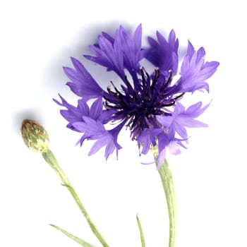 Kornblume, Centaurea cyanus, Heilpflanzen