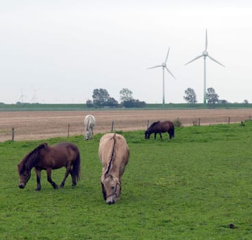 Windraeder, Dithmarschener Halbinsel