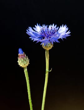 Kornblume  Centaurea Cyanus