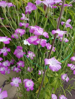Kornrade  Agrostemma, githago  Unkraut, Heilpflanze