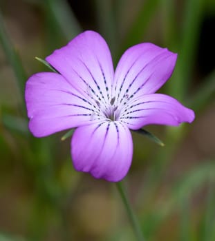 Kornrade, Agrostemma, githago