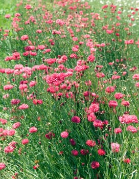 Kornblumen  Centaurea cyanus, rote