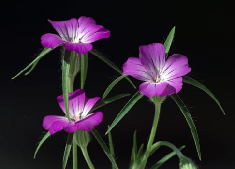 Kornrade  Agrostemma, githago