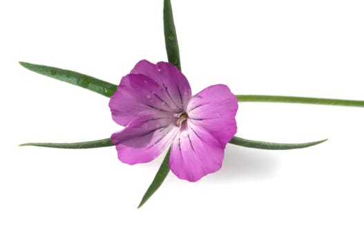 Kornrade  Agrostemma, githago