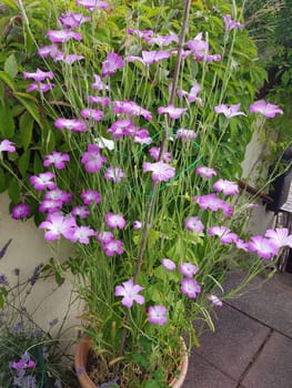 Kornrade  Agrostemma, githago  Unkraut, Heilpflanze