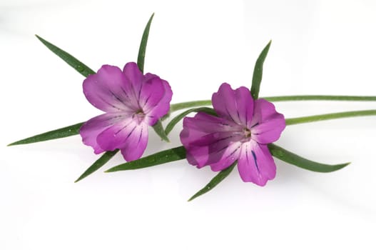 Kornrade  Agrostemma, githago