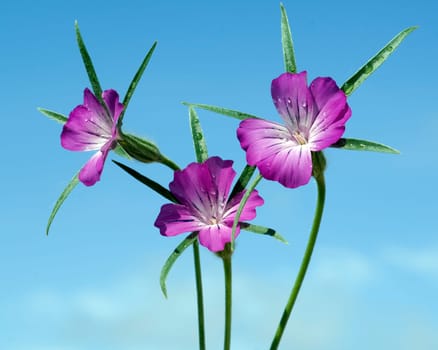 Kornrade  Agrostemma, githago