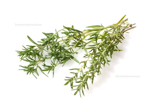 Sommer Bohnenkraut, Bergbohnenkraut, Satureja, montana, Satureja, hortensis, einjaehriges, Bohnenkraut