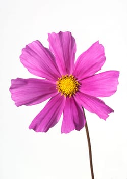 Kosmeabluete, Cosmos bipinnatus