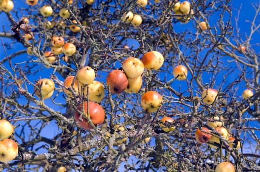 Winterlandschaft, Apfelbaum, Aepfel
