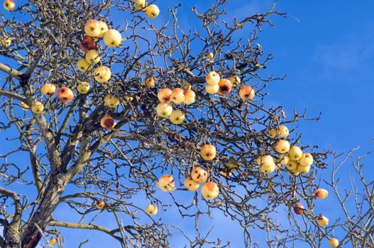 Winterlandschaft, Apfelbaum, Aepfel