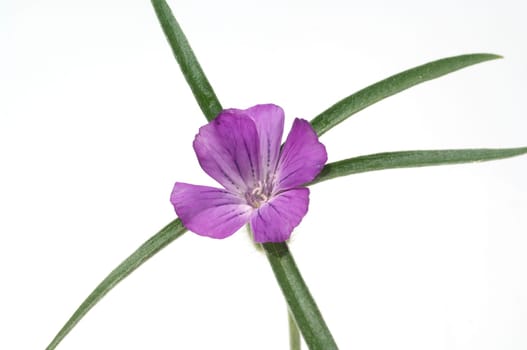 Kornrade  Agrostemma, githago