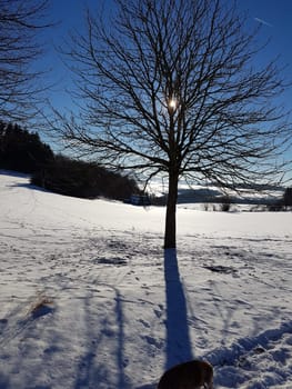 Winterlandschaft, Gegenlicht, Sonne
