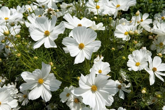 Kosmee  Cosmos bipinnatus