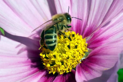 Biene  Pollenhoeschen, Kosmea