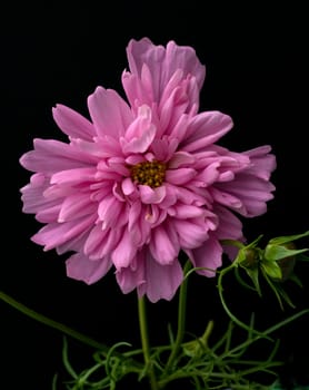 Kosmee, Cosmos bipinnatus