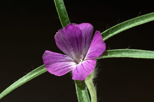 Kornrade  Agrostemma, githago