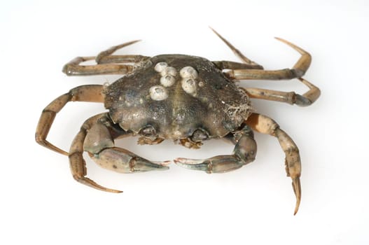 Krabbe, Brachyura, Kurzschwanzkrebs