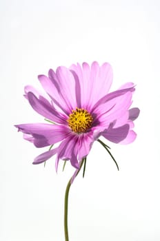 Kosmeabluete, Cosmos bipinnatus