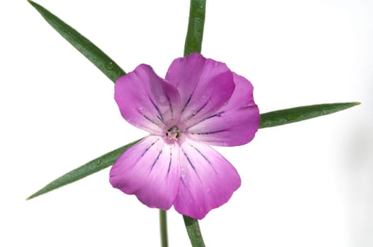 Kornrade  Agrostemma, githago