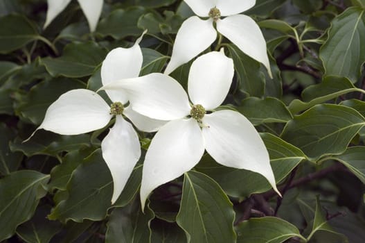 Kousahartriegel, Cornus  kousa