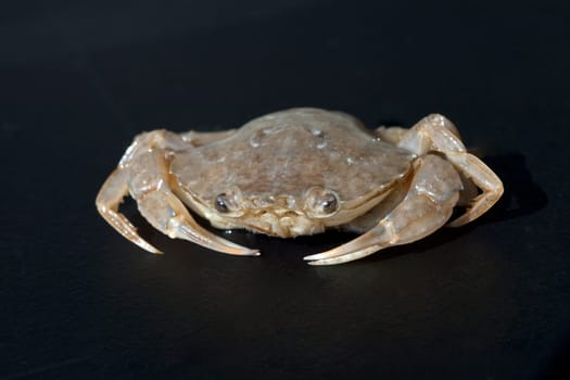 Krabbe, Brachyura, Kurzschwanzkrebs