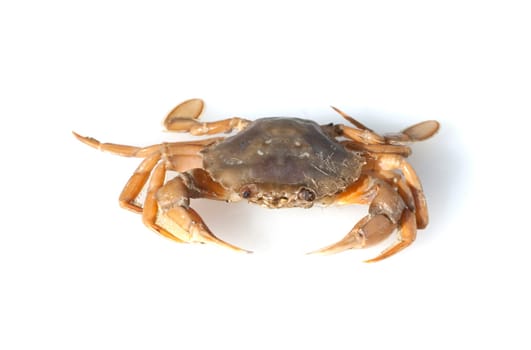 Krabbe