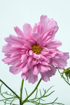 Kosmee, Cosmos bipinnatus