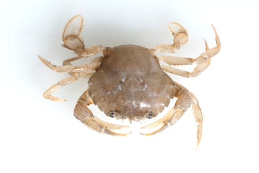 Krabbe, Brachyura, Kurzschwanzkrebs