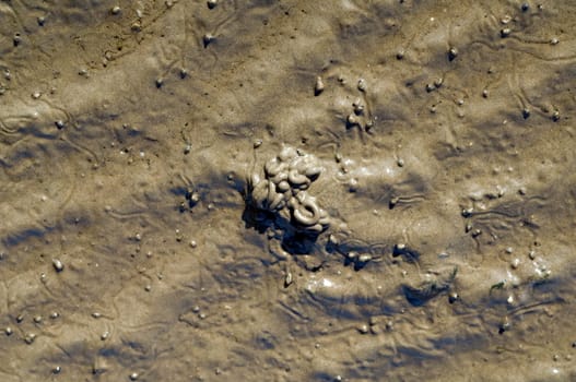 Kothaeufchen, Wattwurm
