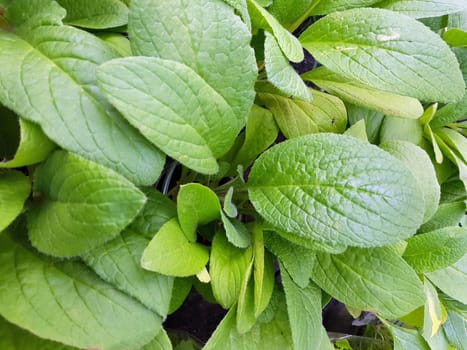 Borretsch Borago officinalis
