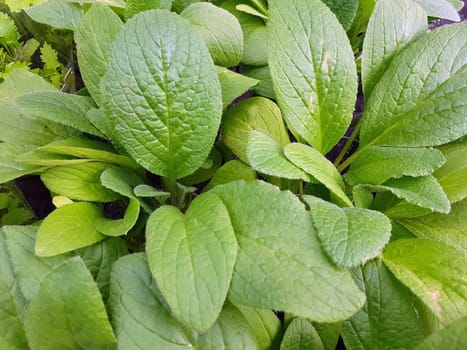 Borretsch Borago officinalis