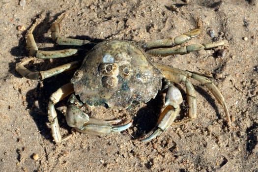 Krabben, Brachyura, Kurzschwanzkrebse