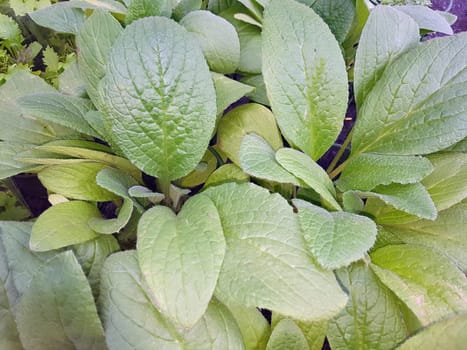 Borretsch Borago officinalis