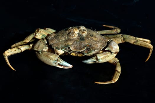 Krabben, Brachyura, Kurzschwanzkrebse