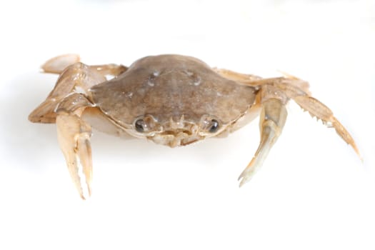 Krabbe, Brachyura, Kurzschwanzkrebs