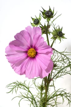 Kosmee Cosmos bipinnatus Schmuckkoerbchen Sommerblume Gartenblume