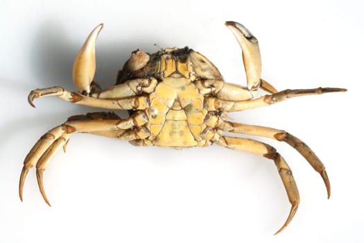 Krabben, Brachyura, Kurzschwanzkrebse