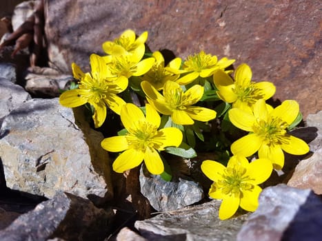 Winterling Eranthis hyemalis