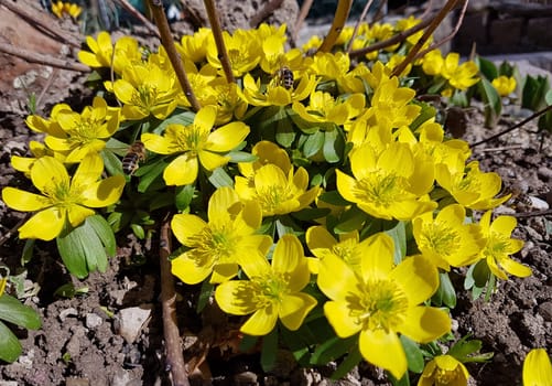 Winterling Eranthis hyemalis