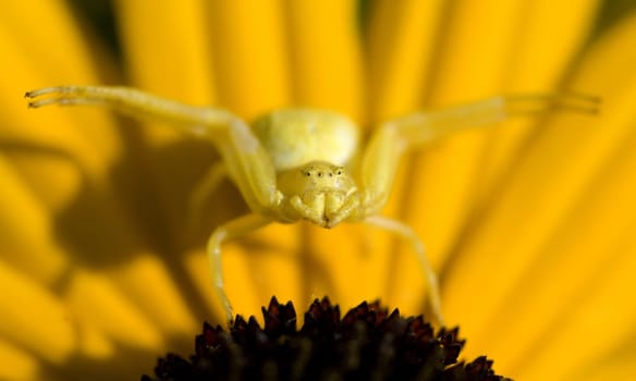 Krabbenspinne, Misumena, vatia, Veraenderliche, Krabbenspinne, passt sich der Pflanzenfarbe an, Mimikry, Nachahmer, Aehnlichkeit, Tarnung