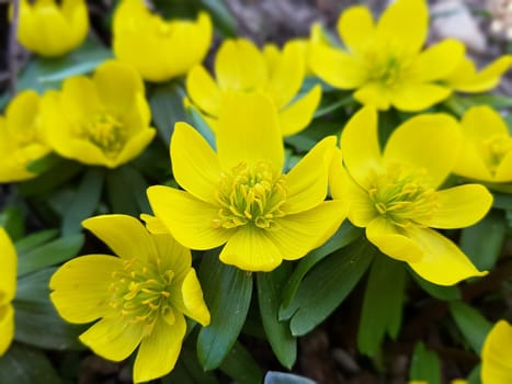 Winterling Eranthis hyemalis